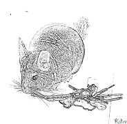 Chinchilla Printbere Kleurplaten