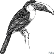 Toucan Printbere Kleurplaten