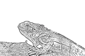 Iguana Printbere Kleurplaten