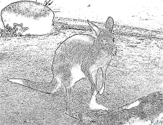 Kangaroo Printbere Kleurplaten