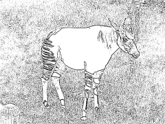 Okapi Printbere Kleurplaten