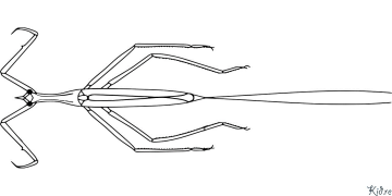 Stick Ynsekt - Mantis-religieuze Printbere Kleurplaten