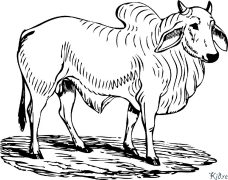 Zebu Printbere Kleurplaten