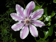 Clematis Meáin