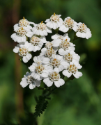 Yarrow Meáin