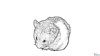 Hamster Páxinas Para Colorear Imprimibles