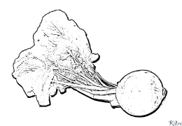 Turnip Nā ʻaoʻao Kala Hiki Ke Paʻi ʻia