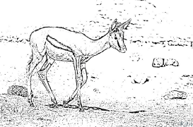 Gazelle Nā ʻaoʻao Kala Hiki Ke Paʻi ʻia