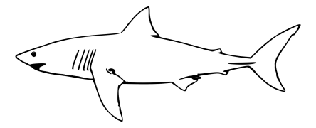 Shark Nā ʻaoʻao Kala Hiki Ke Paʻi ʻia