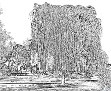 Willow Nā ʻaoʻao Kala Hiki Ke Paʻi ʻia