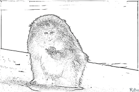 Baboon Printable Coloring Nplooj Ntawv