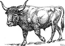 Bull Printable Coloring Nplooj Ntawv