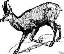 Chamois Printable Coloring Nplooj Ntawv