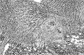 Coypu Printable Coloring Nplooj Ntawv