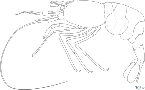 Crayfish Printable Coloring Nplooj Ntawv