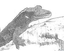 Gecko Printable Coloring Nplooj Ntawv