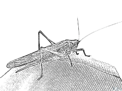 Grasshopper Printable Coloring Nplooj Ntawv