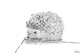 Hedgehog Printable Coloring Nplooj Ntawv