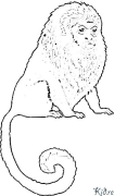 Marmoset Printable Coloring Nplooj Ntawv