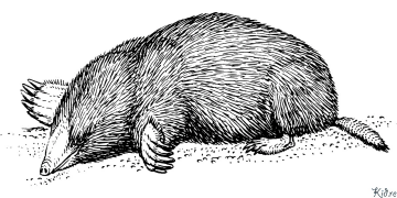 Mole Printable Coloring Nplooj Ntawv