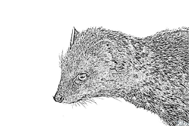 Mongoose Printable Coloring Nplooj Ntawv