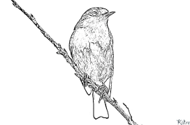 European Robin Printable Coloring Nplooj Ntawv