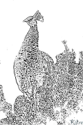 Peacock Printable Coloring Nplooj Ntawv