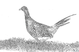 Pheasant Printable Coloring Nplooj Ntawv