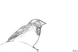 Sparrows Printable Coloring Nplooj Ntawv