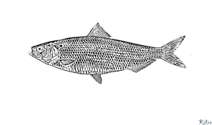 Herring Printable Coloring Nplooj Ntawv