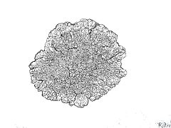 Lichen Printable Coloring Nplooj Ntawv