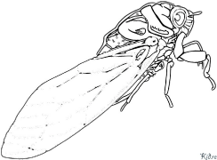 Cicada Տպագրվող Գունազարդման Էջեր