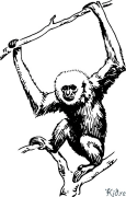 Gibbon Տպագրվող Գունազարդման Էջեր