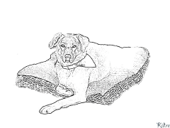 Labrador Retriever Տպագրվող Գունազարդման Էջեր