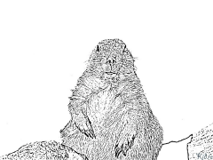 Marmotta Disegni Da Colorare Stampabili