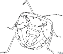 Puntina Disegni Da Colorare Stampabili