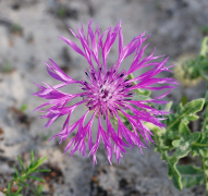 Centaurea ប្រព័ន្ធផ្សព្វផ្សាយ