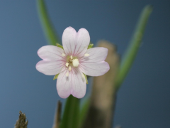 Epilobium ប្រព័ន្ធផ្សព្វផ្សាយ