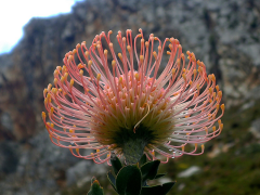 Leucospermum ប្រព័ន្ធផ្សព្វផ្សាយ