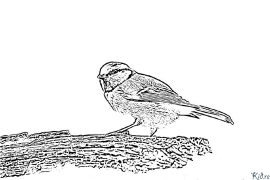 Bluetits Coloring Pages To Print