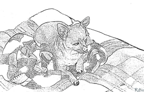 Chihuahua Coloring Pages To Print