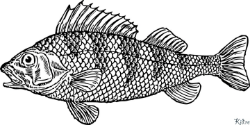 Cod Coloring Pages To Print