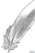 Feather ໜ້າສີທີ່ສາມາດພິມໄດ້