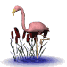 Flamingo Animuoti Vaizdai Gif