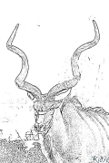 Antilopė Spausdinami Spalvinimo Puslapiai
