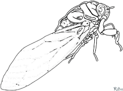 Cicada Spausdinami Spalvinimo Puslapiai