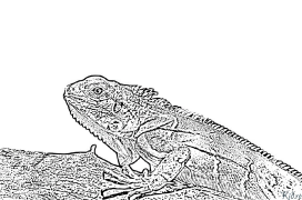 Iguana Spausdinami Spalvinimo Puslapiai