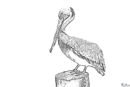 Pelikanas Spausdinami Spalvinimo Puslapiai