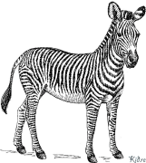 Zebras Spausdinami Spalvinimo Puslapiai