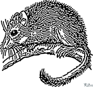 Dormouse Drukājamas Krāsojamās Lapas